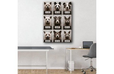 Evcil, Can Dostlar ve VeterinerTablosu Kediler ve Köpekler vtr41